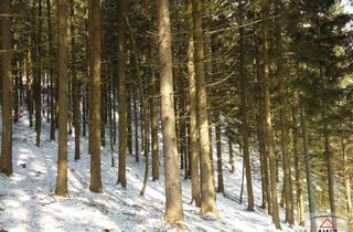 Gewerbeimmobilie kaufen in 8616 Gasen, Wald in Birkfeld zu verkaufen!