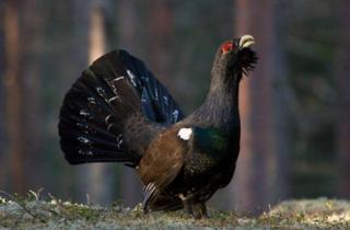 Gewerbeimmobilie kaufen in 8931 Großreifling, 590 ha Jagdpacht mit Jagdhaus und Rotwildfütterung
