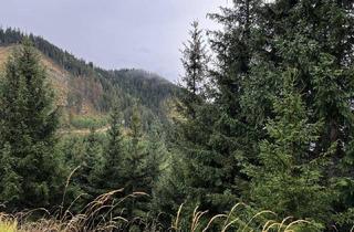 Gewerbeimmobilie kaufen in 8934 Altenmarkt bei Sankt Gallen, Pacht: 660 ha Jagdrevier mit Rotwild und Gams