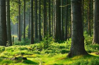 Gewerbeimmobilie kaufen in 8753 Fohnsdorf, 58 ha Forst / Wald mit sehr guter Bonität