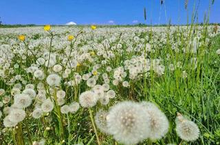 Grundstück zu kaufen in 4710 Grieskirchen, Ihr GLÜCKSPLATZ zum Bauen in Pollham – Wo Ihr Traum vom Eigenheim Wurzeln schlägt!