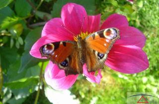 Gewerbeimmobilie kaufen in 8171 Sankt Kathrein am Offenegg I.Viertel, Investoren! Hotel wartet auf Sie! Seniorenresidenz!