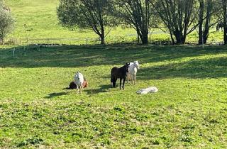 Agrarfläche kaufen in 3542 Gföhl, TRAUMHAFTER REITERHOF NAHE GFÖHL