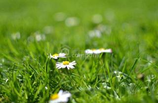 Grundstück zu kaufen in 2454 Sarasdorf, Günstiges BAUGRUNDSTÜCK in Sarasdorf - aufgeschlossen!