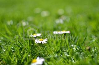 Grundstück zu kaufen in 2454 Trautmannsdorf an der Leitha, Günstiges BAUGRUNDSTÜCK in Sarasdorf - aufgeschlossen!