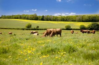 Gewerbeimmobilie kaufen in 8570 Voitsberg, Bauernhof in Alleinlage mit Panoramablick