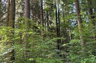 Gewerbeimmobilie kaufen in Grafenschlag, 4273 Unterweißenbach, Wald und Naturjuwel