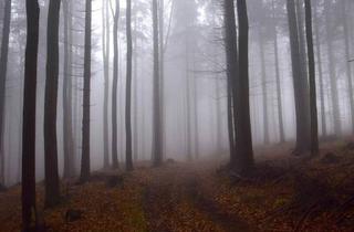 Immobilie kaufen in Stammwald 1, 7464 Markt Neuhodis, Großes Waldgrundstück mit gepflegtem Baumbestand zu verkaufen