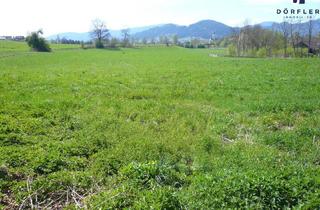 Gewerbeimmobilie kaufen in 9560 Feldkirchen in Kärnten, Ackerfläche nähe Feldkirchen/Stadt