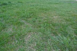 Grundstück zu kaufen in 7024 Hirm, 7024 Hirm sehr interessantes 4400m² Bauträgergrundstück !