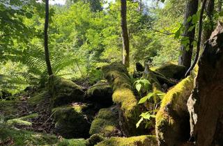 Grundstück zu kaufen in 9062 Moosburg, Naturjuwel mit Baugrund im Landschaftsschutzgebiet "Moosburger Teichlandschaft"