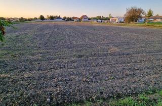 Grundstück zu kaufen in 7162 Tadten, Traumhaftes Baugrundstück im Seewinkel