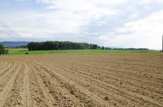 Gewerbeimmobilie kaufen in 4431 Haidershofen, 1,22 ha Wirtschaftsgrund mit guter Bonität