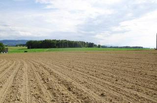 Gewerbeimmobilie kaufen in 4431 Haidershofen, 1,22 ha Wirtschaftsgrund mit guter Bonität