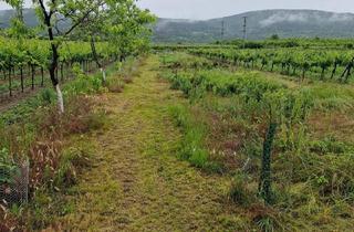  in Hopfen-Gumpoldskirchnerstraße 50, 2511 Pfaffstätten, Langfristiger Hobbygarten in Pfaffstätten (Bezirk Baden) zu verpachten – 10 Jahre Laufzeit