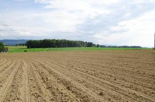 Immobilie kaufen in 4431 Haidershofen, 1,22 ha Wirtschaftsgrund mit guter Bonität