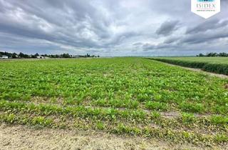 Grundstück zu kaufen in 1220 Wien, Landwirtschaftliches Grundstück