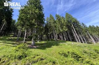 Grundstück zu kaufen in 5582 Sankt Michael im Lungau, 10,37 ha - Waldgrundstück in St. Michael im Lungau