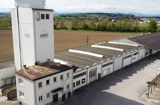 Lager mieten in Zentrum St. Valentin, A1 Autobahn, Bahnhof St. Valentin, 4300 Sankt Valentin, Großzügige Industriehalle in St. Valentin - 1311 m² zur Miete für Ihre Geschäftsideen, inkl. Büroräume auf 2 Etagen