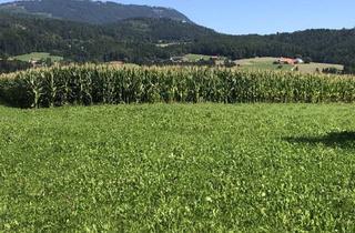 Grundstück zu kaufen in 8045 Weinitzen, Baugrundstück 800 m² Ganztagssonne Toplage in 8045 Weinitzen mit Schöcklblick
