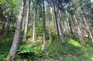 Immobilie kaufen in 8650 Kindberg, Waldgrundstück in Kindberg - Ihr Naturparadies wartet!