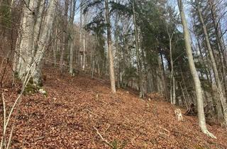 Immobilie kaufen in 9372 Eberstein, GEPFLEGTER BUCHEN- MISCHWALD IM GÖRTSCHITZTAL - 2,6 HA - HANGLAGE - FAIRER PREIS