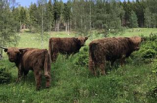 Immobilie kaufen in 8600 Bruck an der Mur, Suchen für ausgewählte Klienten Wälder, Wiesen, Landwirtschaft, Forstwirtschaft, Jagden;