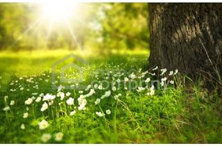 Haus kaufen in 2272 Niederabsdorf, Kleines sanierungsbedürftiges Haus mit viel Potential zu verkaufen