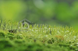 Grundstück zu kaufen in 2601 Sollenau, BEREITS AUFGESCHLOSSEN - Baugrundstück mit Pool wartet auf neues Haus!