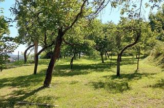 Immobilie kaufen in Donauleitenweg, 3512 Mauternbach, Marillengarten bzw. Freizeitgrundstück in Krems mit einzigartiger Wachaulage und Donaublick.
