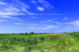 Grundstück zu kaufen in 7092 Winden am See, Große Freiheit