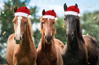 Praxen kaufen in 9100 Völkermarkt, Exklusives Reitanwesen mit neuwertiger Reithalle - Eventhalle in Kärnten