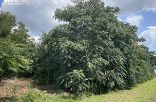 Grundstück zu kaufen in 2425 Nickelsdorf, Grundstück am Rand des Paulahof – Altbaumbestand in idyllischer Ruhelage