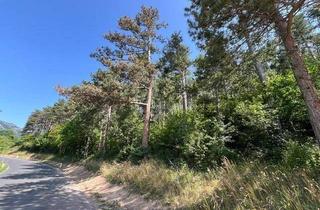 Gewerbeimmobilie kaufen in 2732 Unterhöflein, Waldparzelle in Unterhöflein