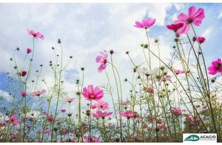 Grundstück zu kaufen in 3451 Michelhausen, Bauplatz im Herzen des Tullnerfeldes