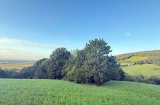 Gewerbeimmobilie kaufen in 3433 Königstetten, Verwilderter, mit alten Sorten bestückter Obstgarten im Moment als Wald gewidmet mit RODUNGSBESCHEID