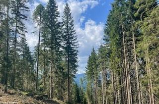 Grundstück zu kaufen in Kreischberg, 8861 Sankt Georgen ob Murau, +++ Wirtschaftswald für Anleger - Nähe Kreischberg +++ ab € 165.000.-