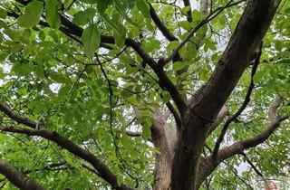 Gewerbeimmobilie kaufen in 5330 Fuschl am See, Seltenheit: Ca. 7 Hektar Mischwald im Raum Fuschl!