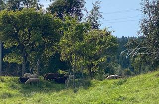 Grundstück zu kaufen in 4814 Neukirchen, Ihr Ausblick: Schafe und Natur - und dennoch Stadtnähe