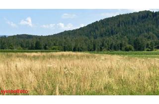 Grundstück zu kaufen in 9142 Globasnitz, 1,8 ha Bauland Potential in Jaunstein - Globasnitz