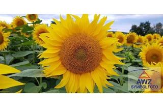 Grundstück zu kaufen in 3701 Großweikersdorf, Baugrund in Großweikersdorf!