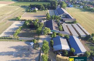 Gewerbeimmobilie kaufen in 2542 Kottingbrunn, Exklusive Reitsportanlage vor den Toren Wiens – 145 Boxen | Reithallen | Reitplätze | Koppeln | Villa & Personalwohnungen
