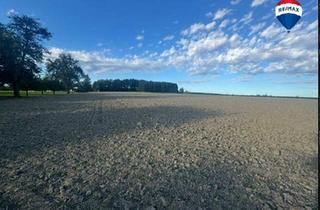 Grundstück zu kaufen in 4611 Buchkirchen, >>> Kaufanbote liegen vor !