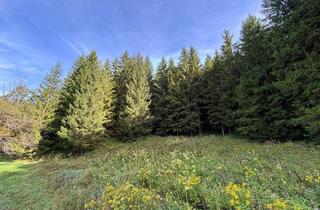 Gewerbeimmobilie kaufen in 4591 Breitenau, Waldgrundstück mit 50 jährigem Fichtenbestand