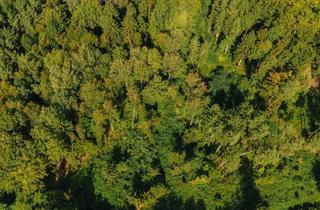 Immobilie kaufen in Pircha Weg, 8200 Pircha, Idyllisches Mischwald-Grundstück nahe Graz - 22.301 m²