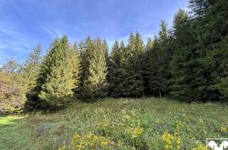 Grundstück zu kaufen in 4591 Breitenau, Waldgrundstück mit 50 jährigem Fichtenbestand