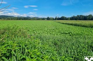 Grundstück zu kaufen in 4341 Arbing, Grundstück im Grünland: Nachhaltige Möglichkeiten für ertragreichen Anbau