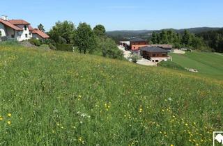 Grundstück zu kaufen in 4252 Liebenau, Baugrund in Dorfrandlage