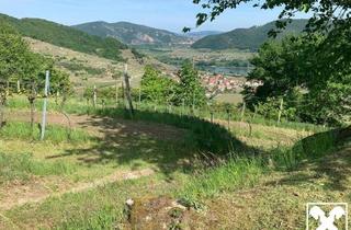 Grundstück zu kaufen in 3610 Weißenkirchen in der Wachau, WEINGARTEN IN AUSSICHTSLAGE - WEINGARTEN, LANDWIRTSCHAFTLICHE FLÄCHEN - KEIN BAUGRUNDSTÜCK!