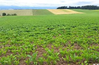 Grundstück zu kaufen in 3386 Obergraben, SIE SUCHEN ACKERFLÄCHEN?